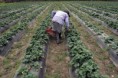 /album/fotogaleria-cosecha/a14119-frutilla-tucuman-jpg/