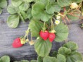 /album/fotogaleria-cosecha/frutillas-organicas-16638-mec20124031092-072014-f-jpg/