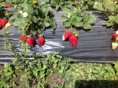 /album/fotogaleria-cosecha/frutillas-organicas-16659-mec20124031257-072014-f-jpg/
