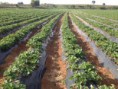 /album/fotogaleria-cosecha/la-foto-2-300x225-jpg/